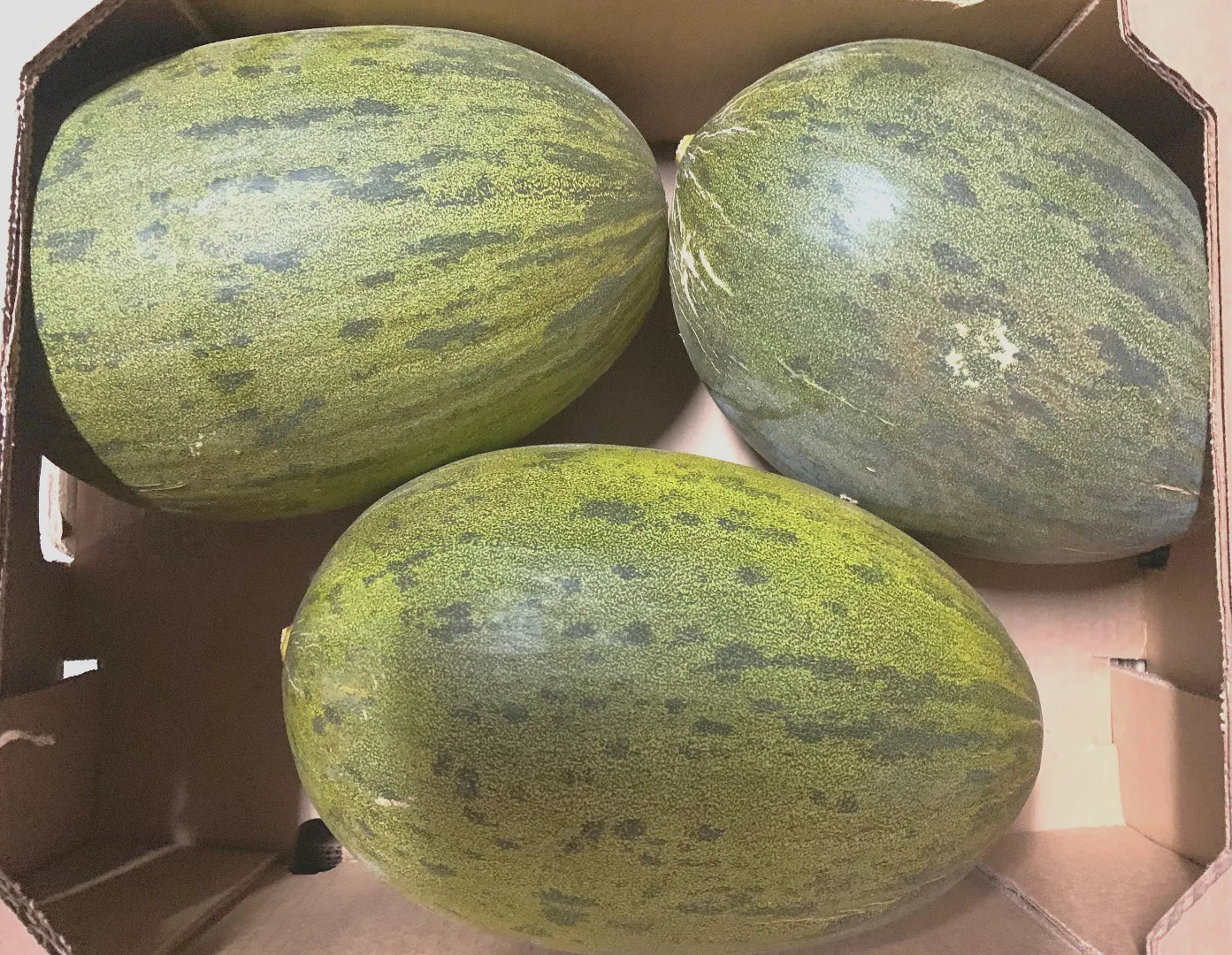 Piel de Sapo